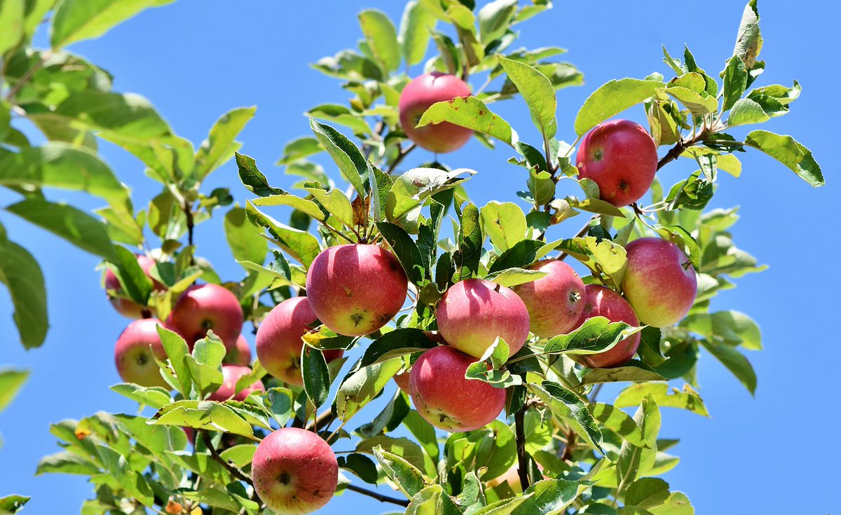 🍅🥦 Did you know that plants offer a plethora of nutritional benefits? From fruits to leafy greens, they provide essential vitamins and minerals for a balanced diet. #PlantBasedNutrition #HealthyEating #trees #HealthyLiving #fruits