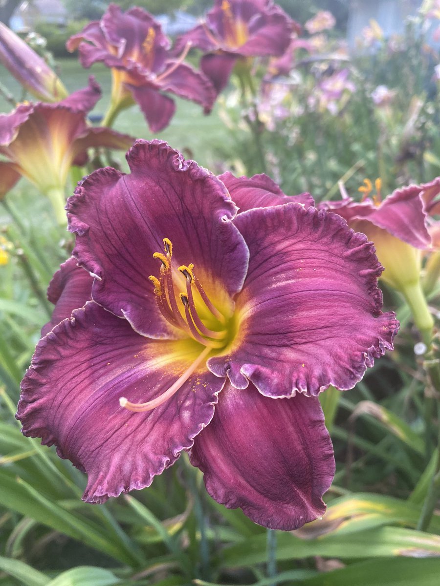 Seedling at 8AM and 8PM, I love the thin white edge.  The flower has grown well, 27” tall scapes, and the bud count is lower than I would like.  I may try a back cross to a parent  flower or a cross with a sibling.  Thoughts?  #daylily #daylilies #flower #garden