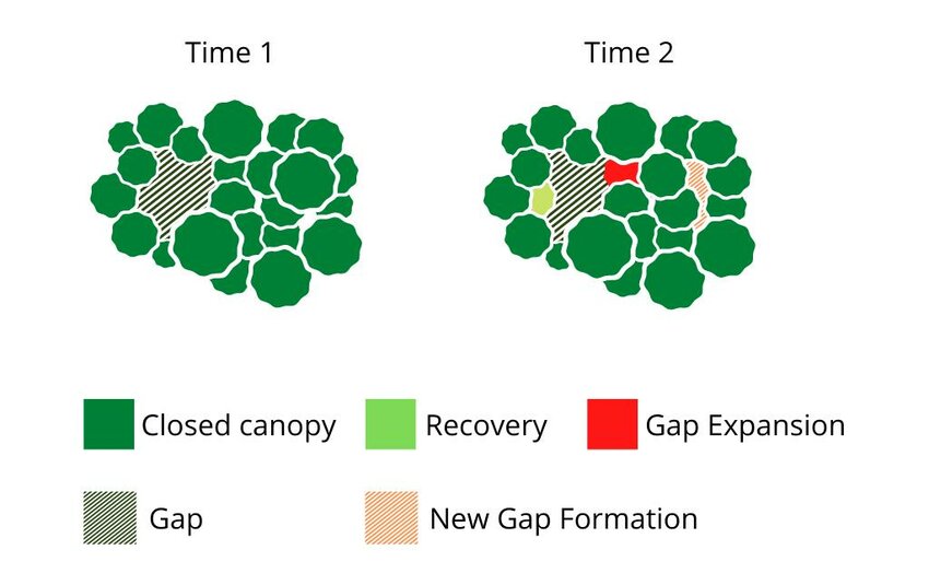 EGorgens's tweet photo. Do you know about the four stages of gap dynamics: formation, expansion, persistence, and recovery? What notably differed among sites was not the gap size-distribution, but the relative importance of stages of gap dynamics! https://t.co/6agcKMvZxj https://t.co/b1rgdL7TBF