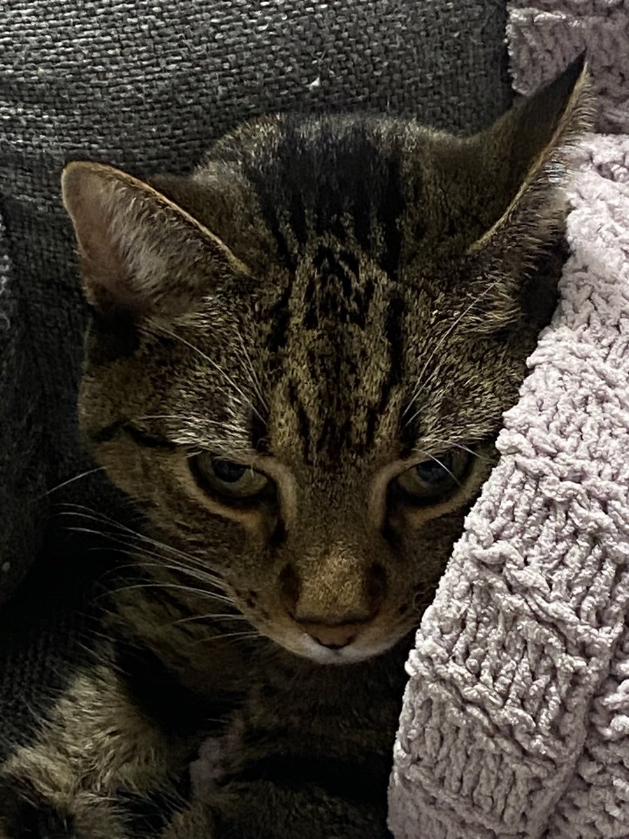 Peter King tweet media