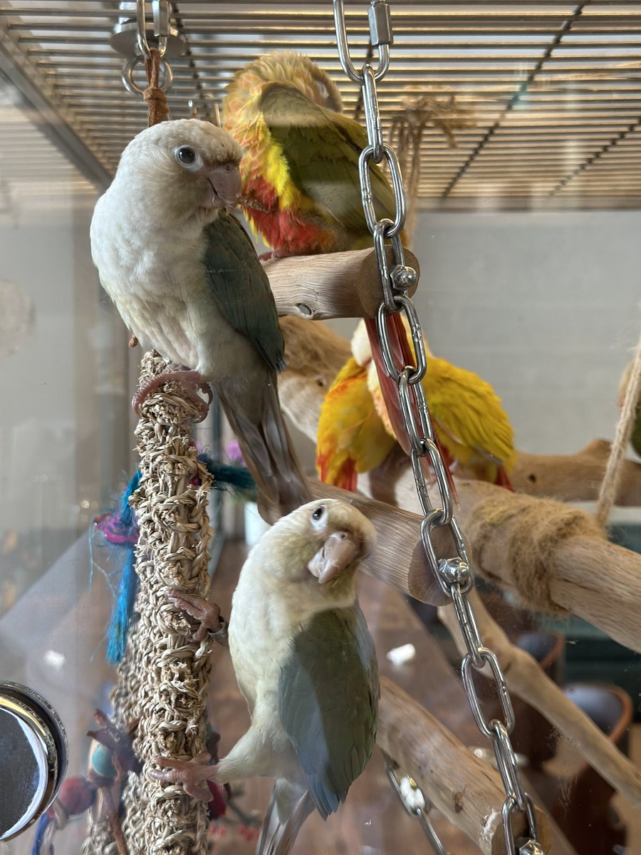 helloxiaoyou's tweet photo. 万物自有节奏  小闲即欢  小清既静🦜🦜 https://t.co/DjIj66dOuU