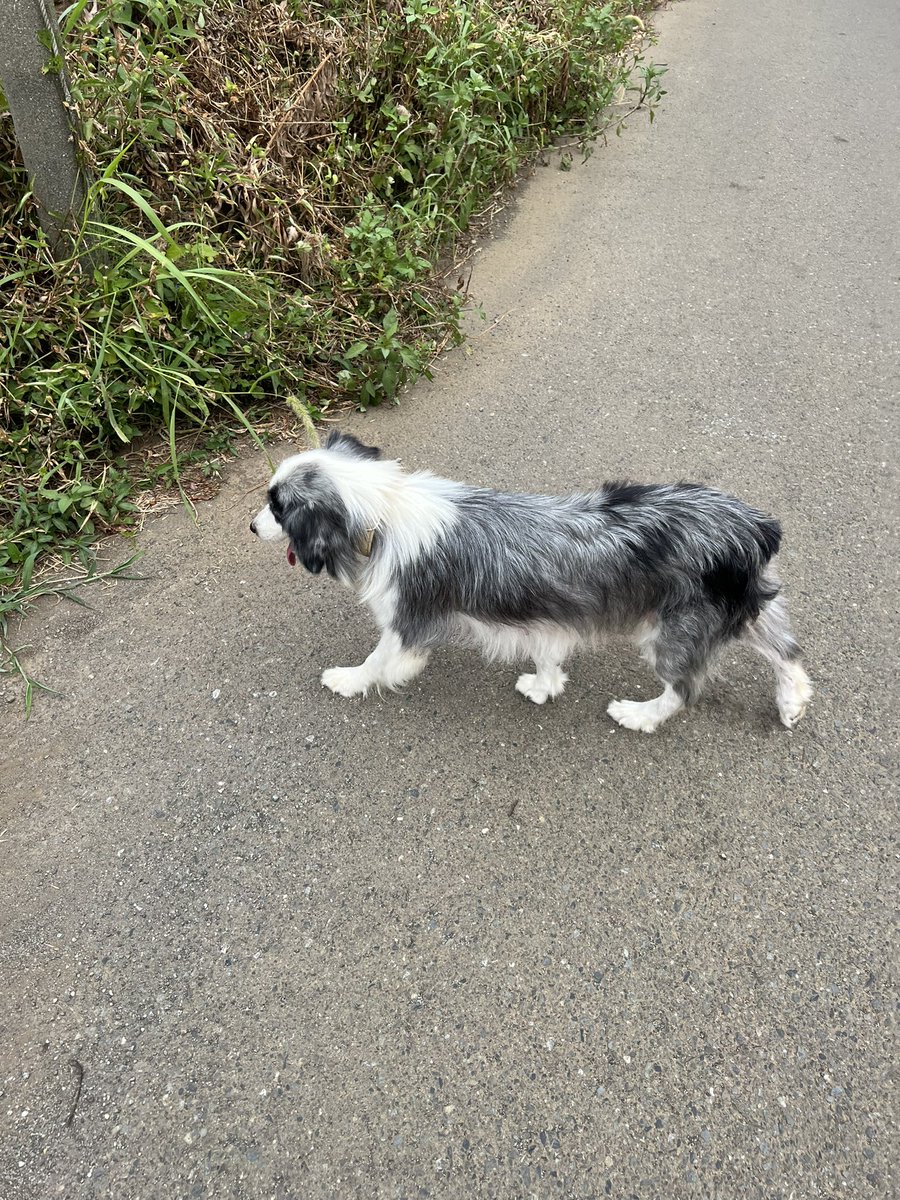 4IqbWp6HjYOmXxG's tweet photo. めっちゃ人懐っこい皮膚は少しあれてる
目がブルーの可愛い迷子犬
一緒に農作業してくれてます
飼い主さん待ってます＾＾　以下の周辺
#コトモファーム　#藤沢市 https://t.co/2Erf4xCJ0D