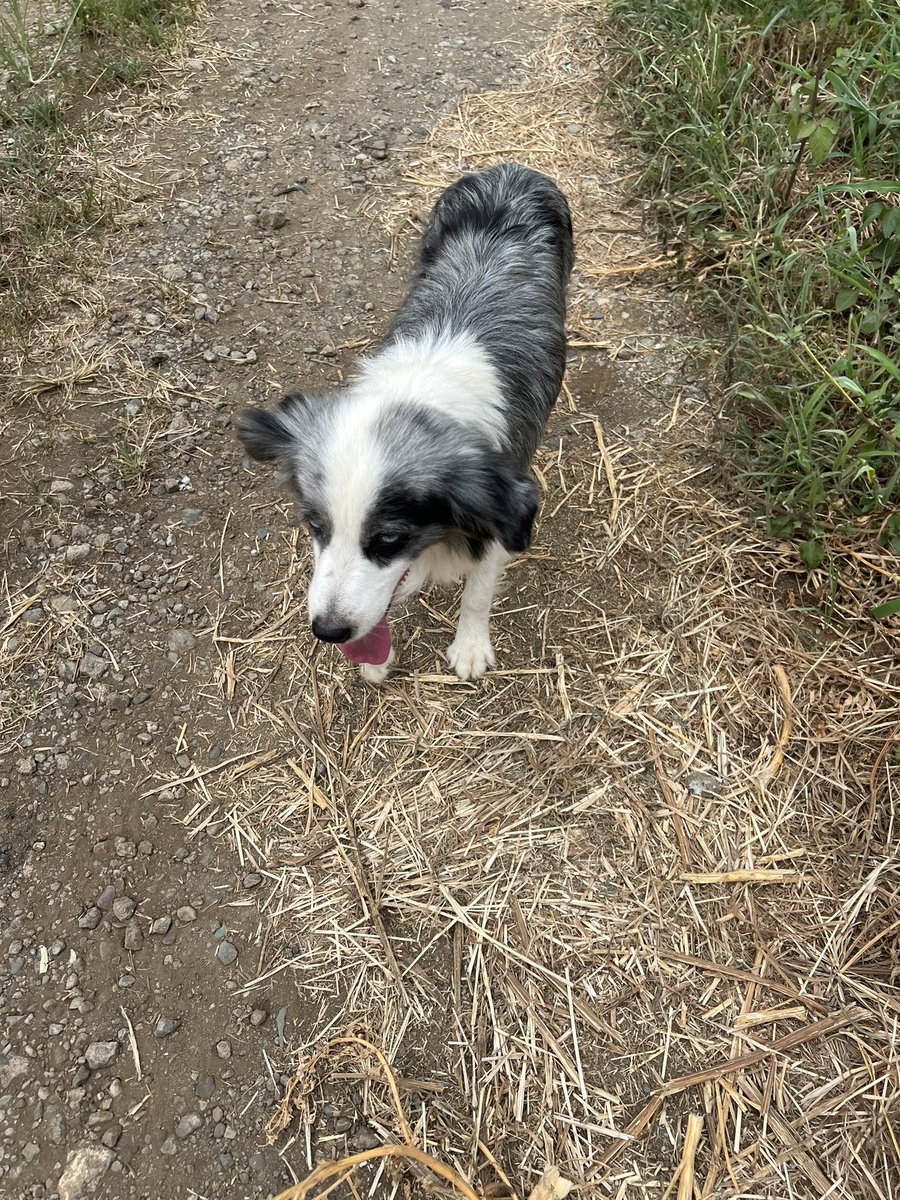 4IqbWp6HjYOmXxG's tweet photo. めっちゃ人懐っこい皮膚は少しあれてる
目がブルーの可愛い迷子犬
一緒に農作業してくれてます
飼い主さん待ってます＾＾　以下の周辺
#コトモファーム　#藤沢市 https://t.co/2Erf4xCJ0D