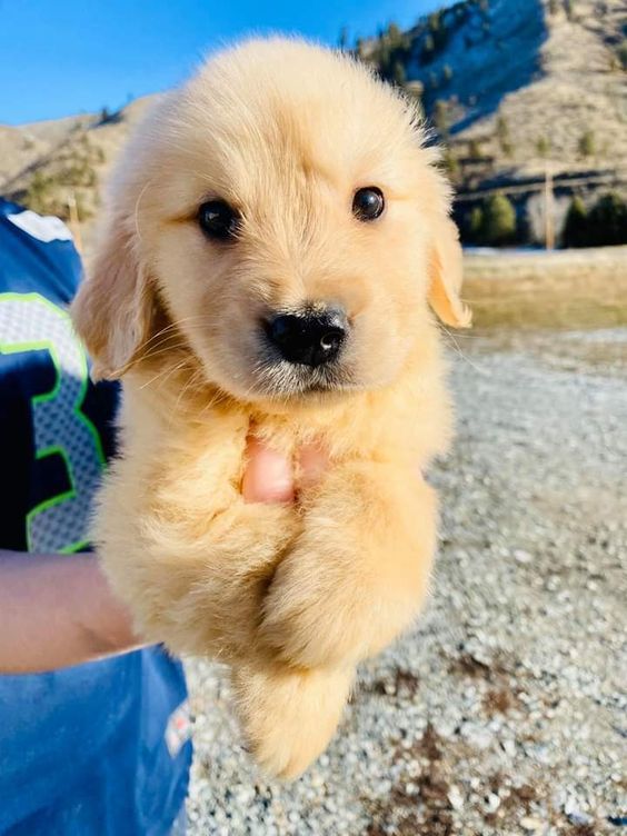 puppies_video's tweet photo. So cute puppy are so beautiful 🥰🤗🥰 https://t.co/V8FrrFYpWU