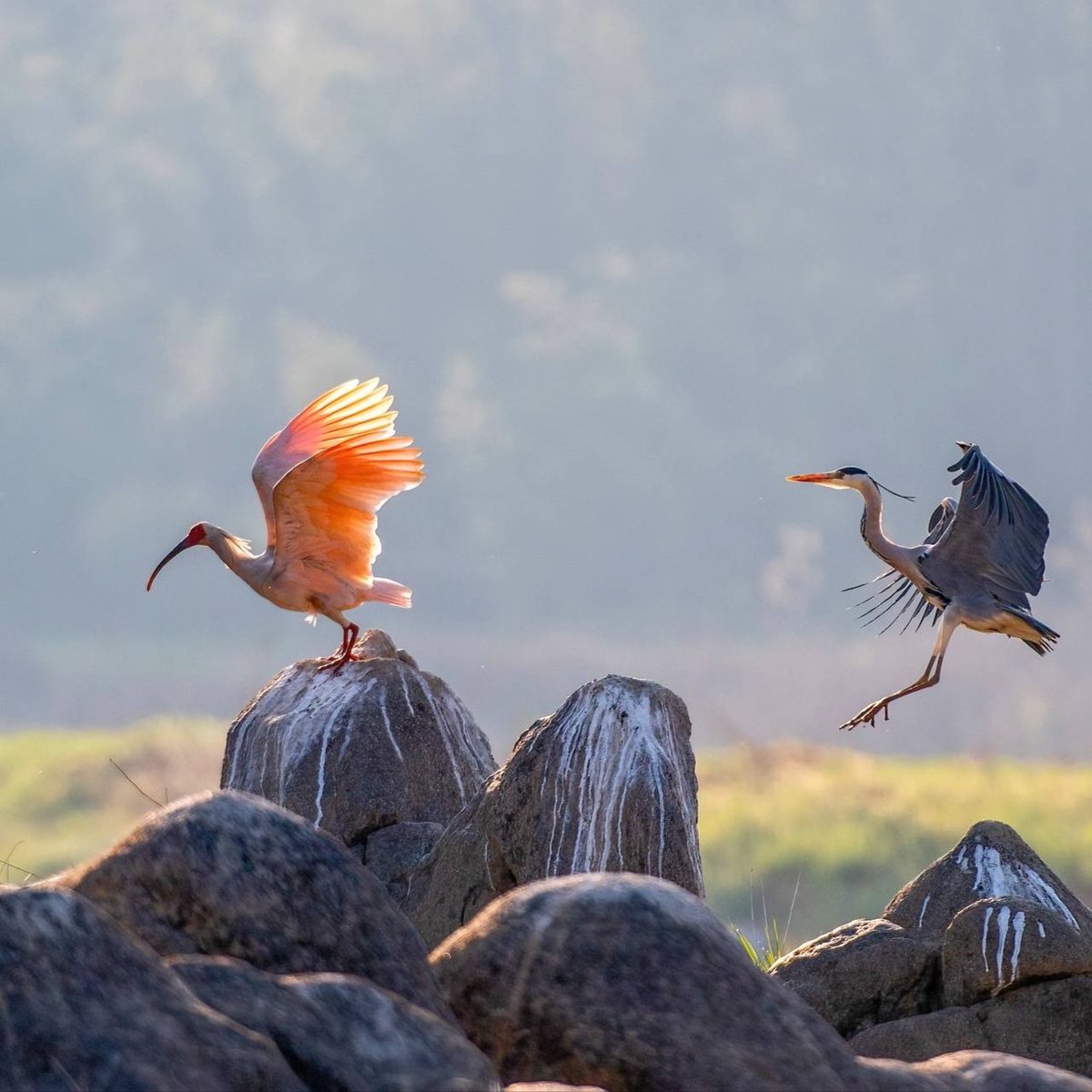 Guess the name of the bird😊

#birds #nature #photos #LovelyBirdsInChina
