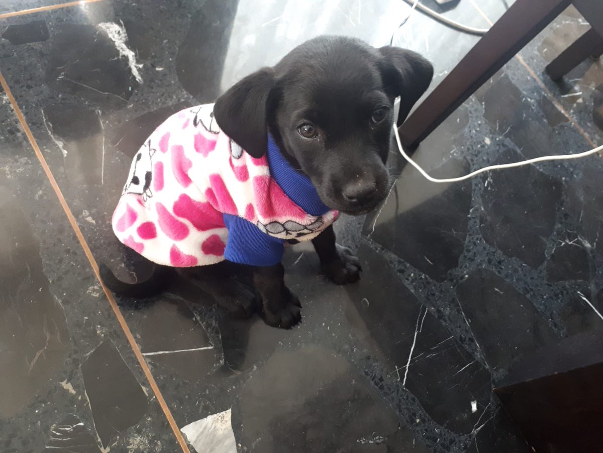 Marianasaa's tweet photo. @asilascosasw Ella es Becka, con suéter cuando la adopte y lleva regalándonos 6 años de puro ❤️ https://t.co/bVrCABlIU4