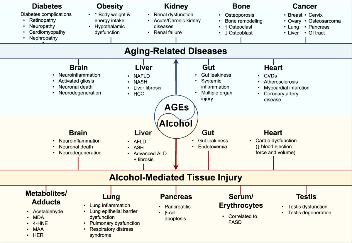 AGEs from endogenous &amp; exogenous sources impact aging diseases &amp; alcohol-induced tissue damage by disrupting cell signaling &amp; forming adducts with macromolecules, leading to inactivation &amp; pathophysiology in tissues. #AGE-RAGE interaction is key. 
Check 👉rb.gy/buskt