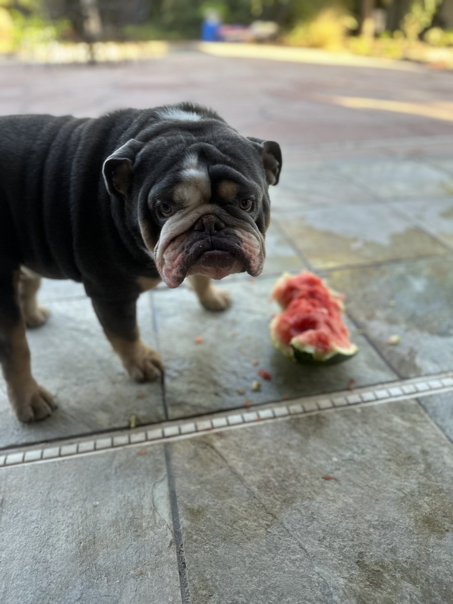 The best way to keep a bulldog out of the pool 🐶 

￼#DogDaysOfSummer #Grunt