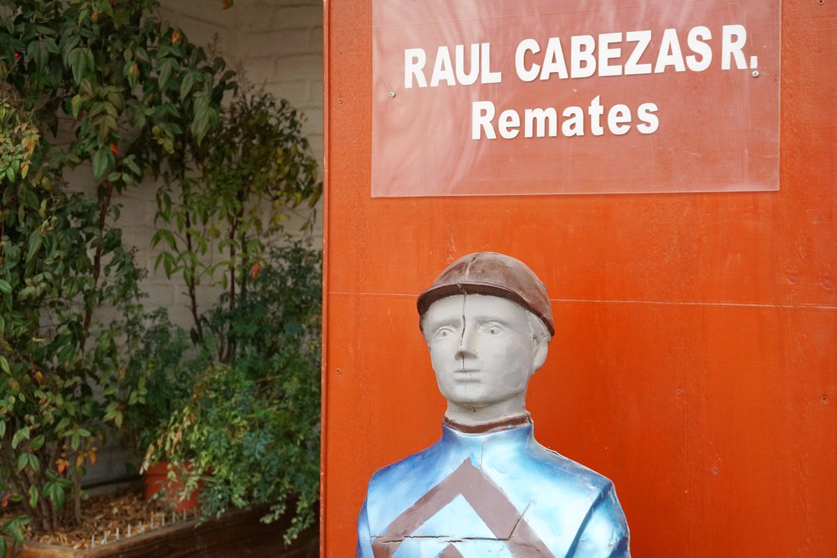 MocitoGuapoCL's tweet photo. [FOTOS] Remate #HarasMocitoGuapo en Casablanca: Productos Machos de 2 Años nacidos en 2021. ¡Muchas gracias a los compradores y asistentes! @RCRemates

■ 20 de julio, 2023
■ Fotos: @Leo_Cabezas 
■ Organiza y Remata: #RCRemates

🔴TODAS LAS FOTOS EN: https://t.co/AZ5dEbMsFw https://t.co/LbCa7BeEdO