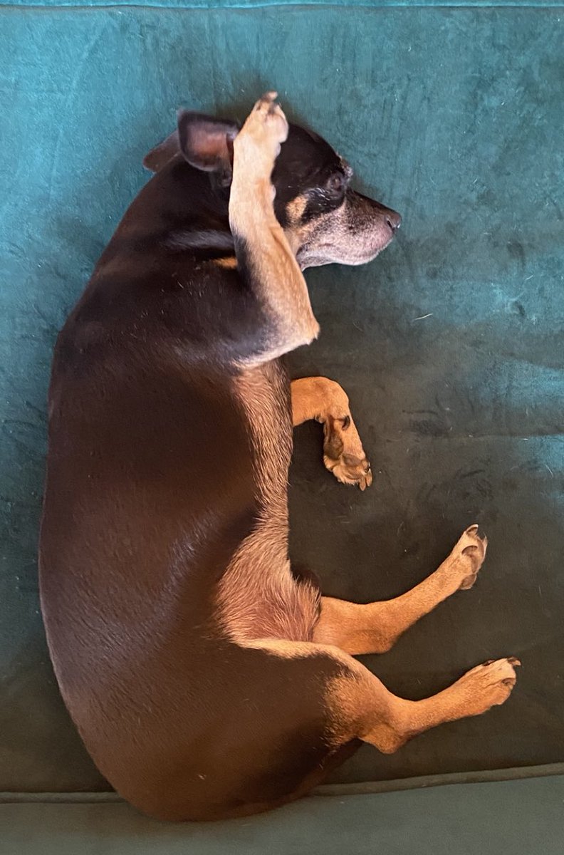marthalatapi's tweet photo. Día Mundial del Perro.
#Elvisjesus❤️ https://t.co/spUyzT6Kg1