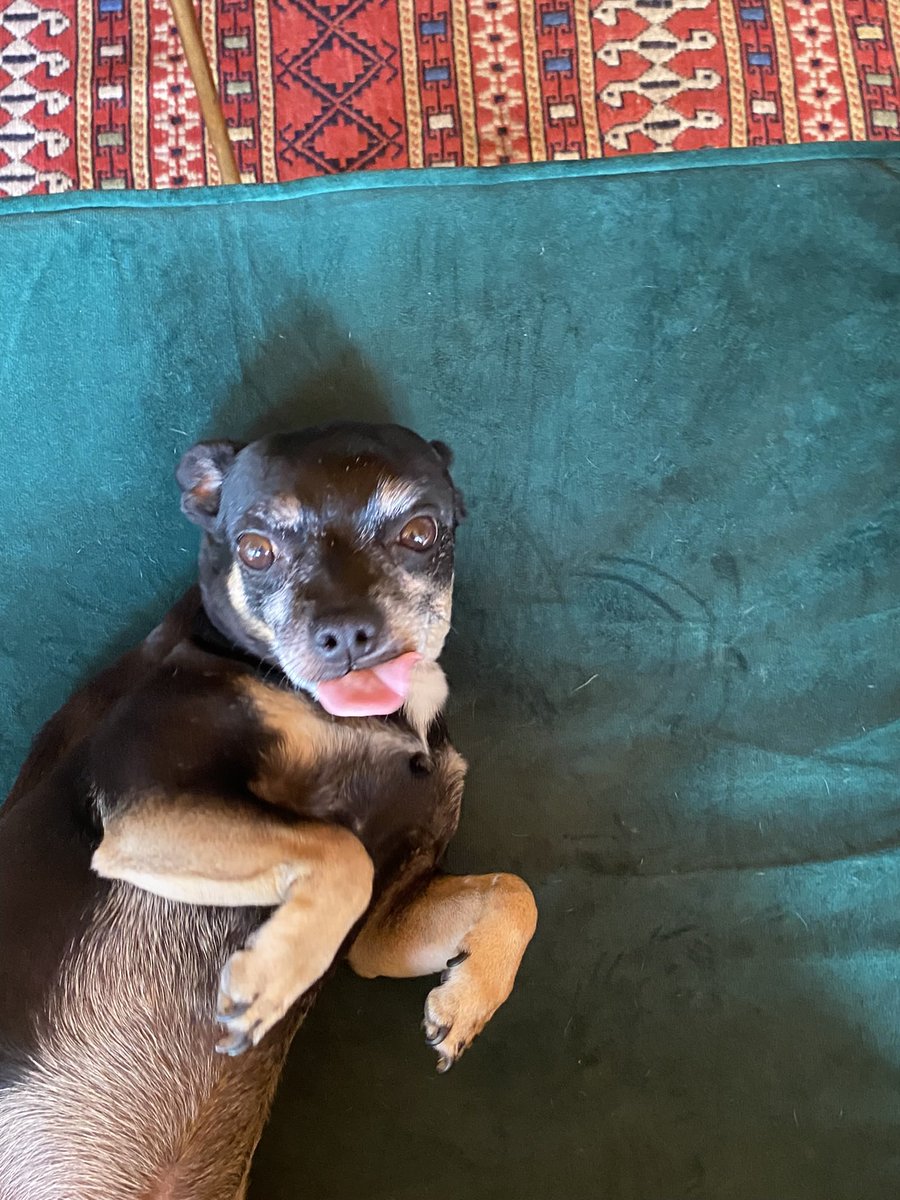 marthalatapi's tweet photo. Día Mundial del Perro.
#Elvisjesus❤️ https://t.co/spUyzT6Kg1