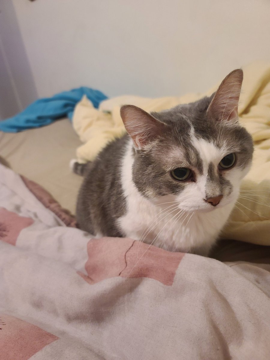 Viriatus tweet media