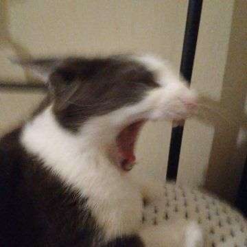 AZACrusader's tweet photo. @sofantastic I AM NOT A BAKED BEAN https://t.co/yqbdu7NGiv