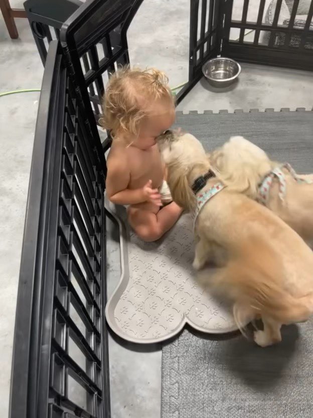 ShinFukae's tweet photo. A baby can be dogs sitter? or dogs can be a baby sitter? Our fur babies had fun time anyway. Thank y’all our friends who took care of them while we were gone. 今回のICAST出張中は友達にドッグシッターをお願いしてました。
#dogsitter #babysitter #summercamp #littlefriend #pekapoo https://t.co/rxULPBBFOM