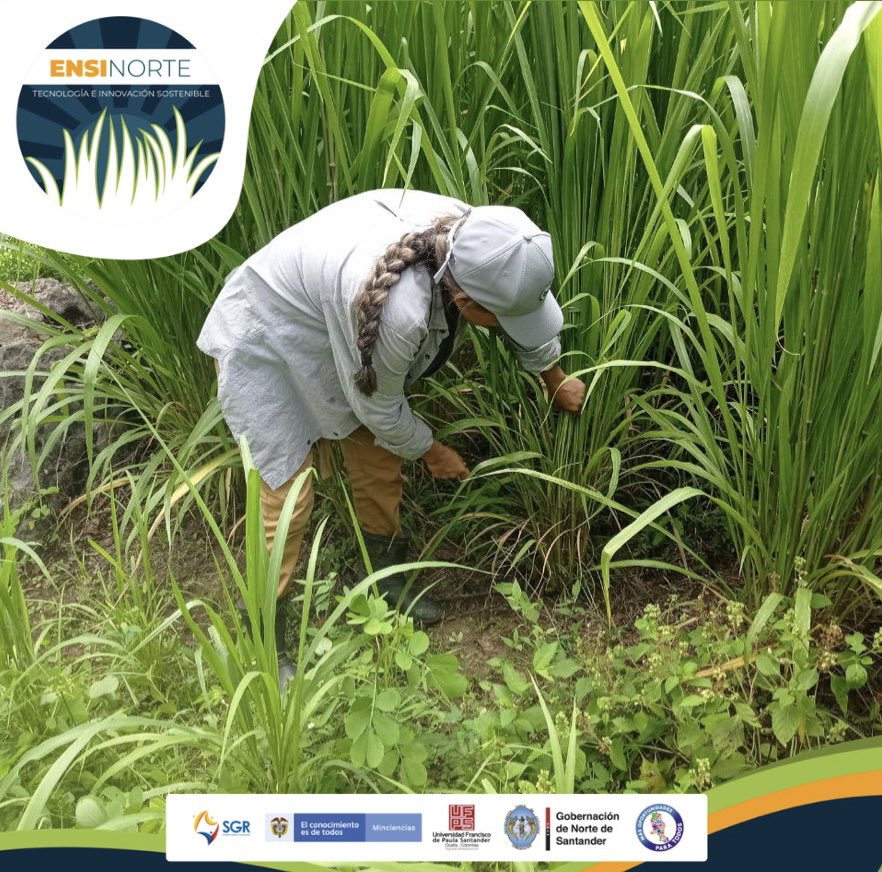 ensinorte's tweet photo. Toma de muestras de bromatología, agua y suelo.
María Chiquinquirá Ramirez
Predio el cóndor
Vereda buenavista

#ensinortetecnologíaeinnovación #ensilaje #ganaderia #forrajes #agricultura #alimentación #ganado #sostenibilidad #alimentaciónanimal #productividadagropecuaria #cultivo https://t.co/sc3NVxPW0v