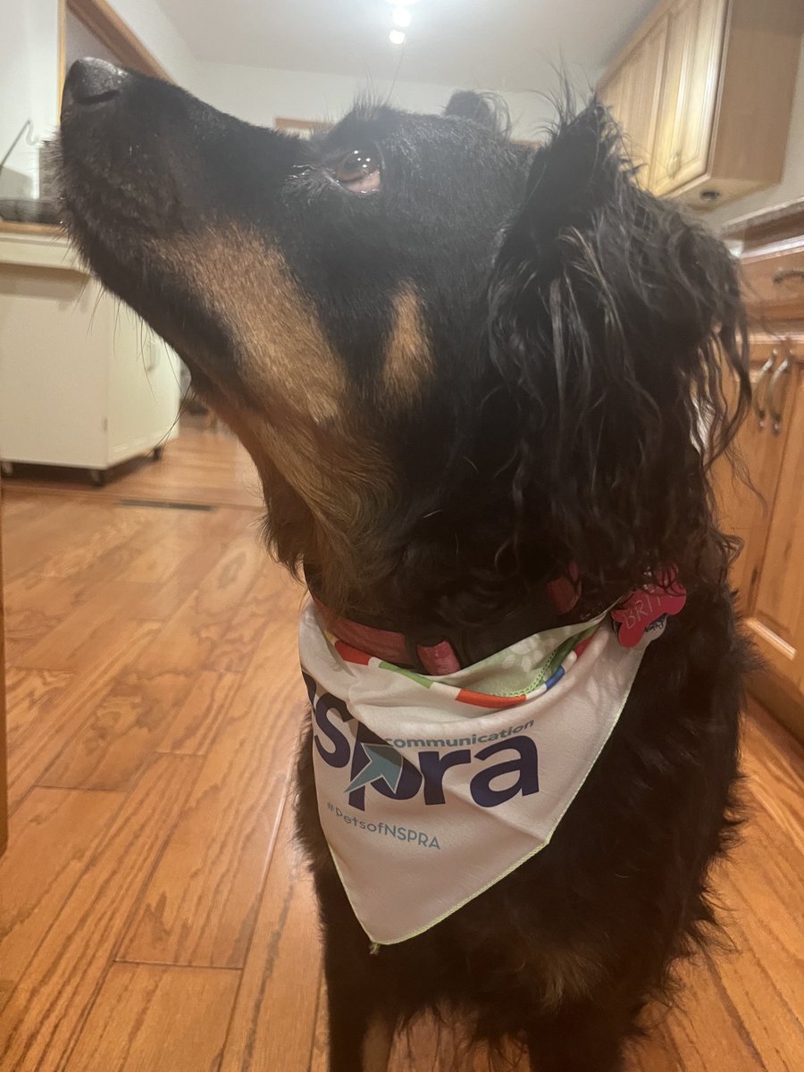 CarolSmithPR's tweet photo. Look who got @NSPRA swag from St.Louis. Britt the PR mutt. #petsofNSPRA https://t.co/zOOwmgZSJ2