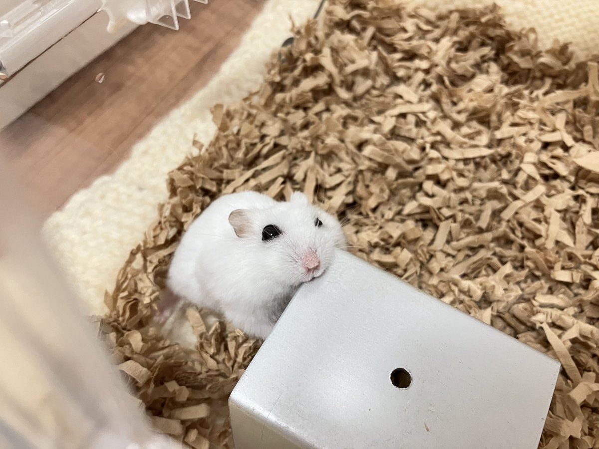 G3unIbzBGiikWUc's tweet photo. ドタバタしてた
#hamster https://t.co/pZQqr1lGrm