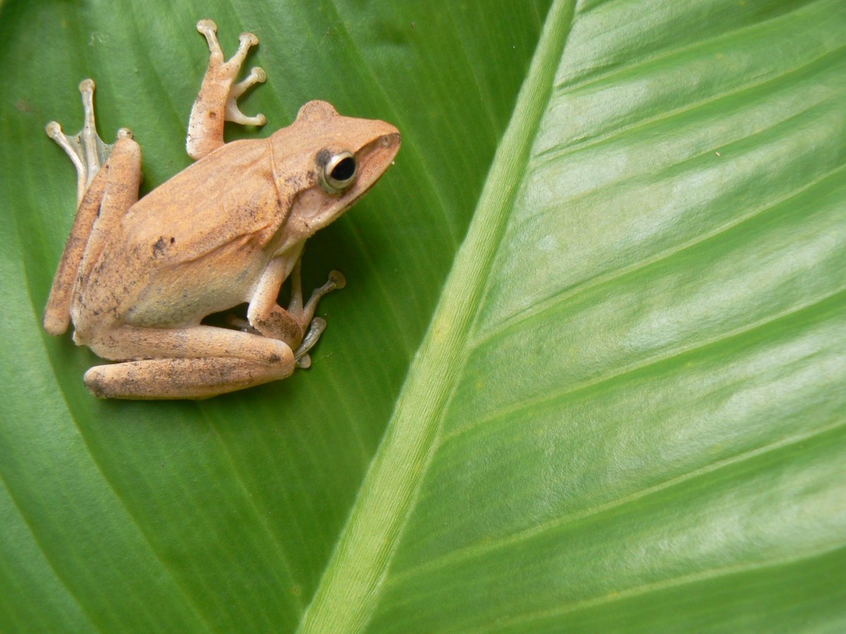 Oz_Escapes's tweet photo. Just hanging. You? #Tree_frog Far North #Queensland, #Australia https://t.co/R7fF898nf6