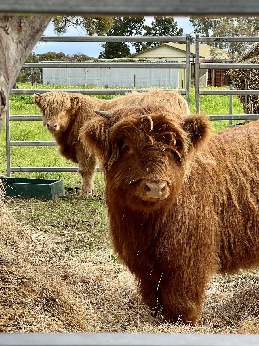 Big boy Ant joined Harriett in the weaning pen yesterday! 

Now to start breaking in and halter training him….

#highland #highlandcattle #hoylesplainshighlands #antainearrowofmacanleister #princessharriettofjindabyne #weaning