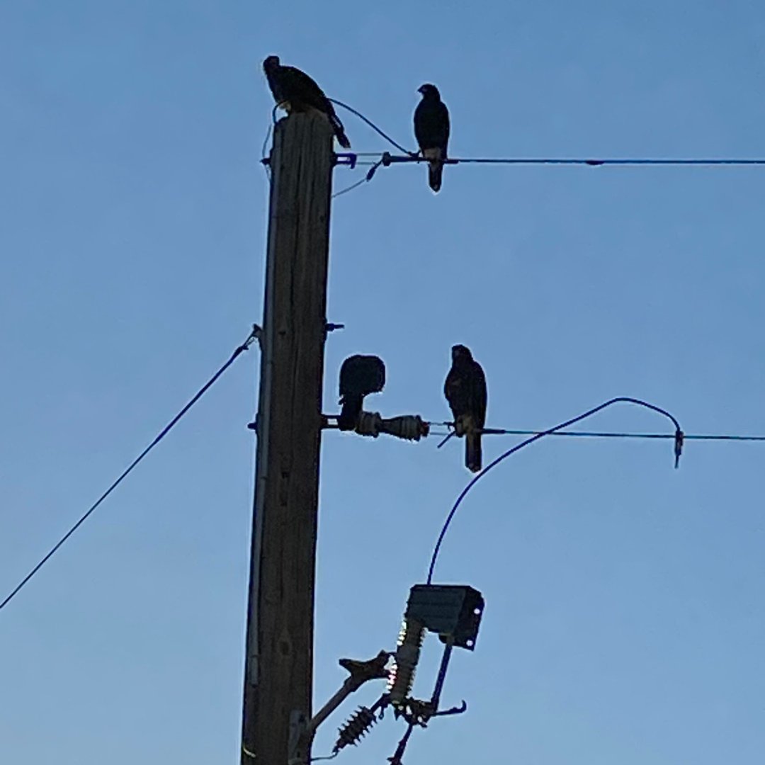 apsFYI's tweet photo. Photos sent in by a customer of Harris’s Hawks getting a bird’s eye view from our poles during these high temperatures!  

We outfit our equipment with protective devices. This is only the first step to protect these birds &amp; other raptors. Learn more at https://t.co/u4tEReoOR6. https://t.co/pAkhbFu2QT