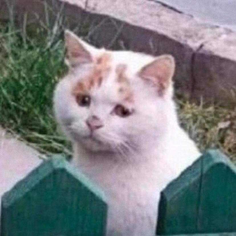 Mocha Dinosaur tweet media