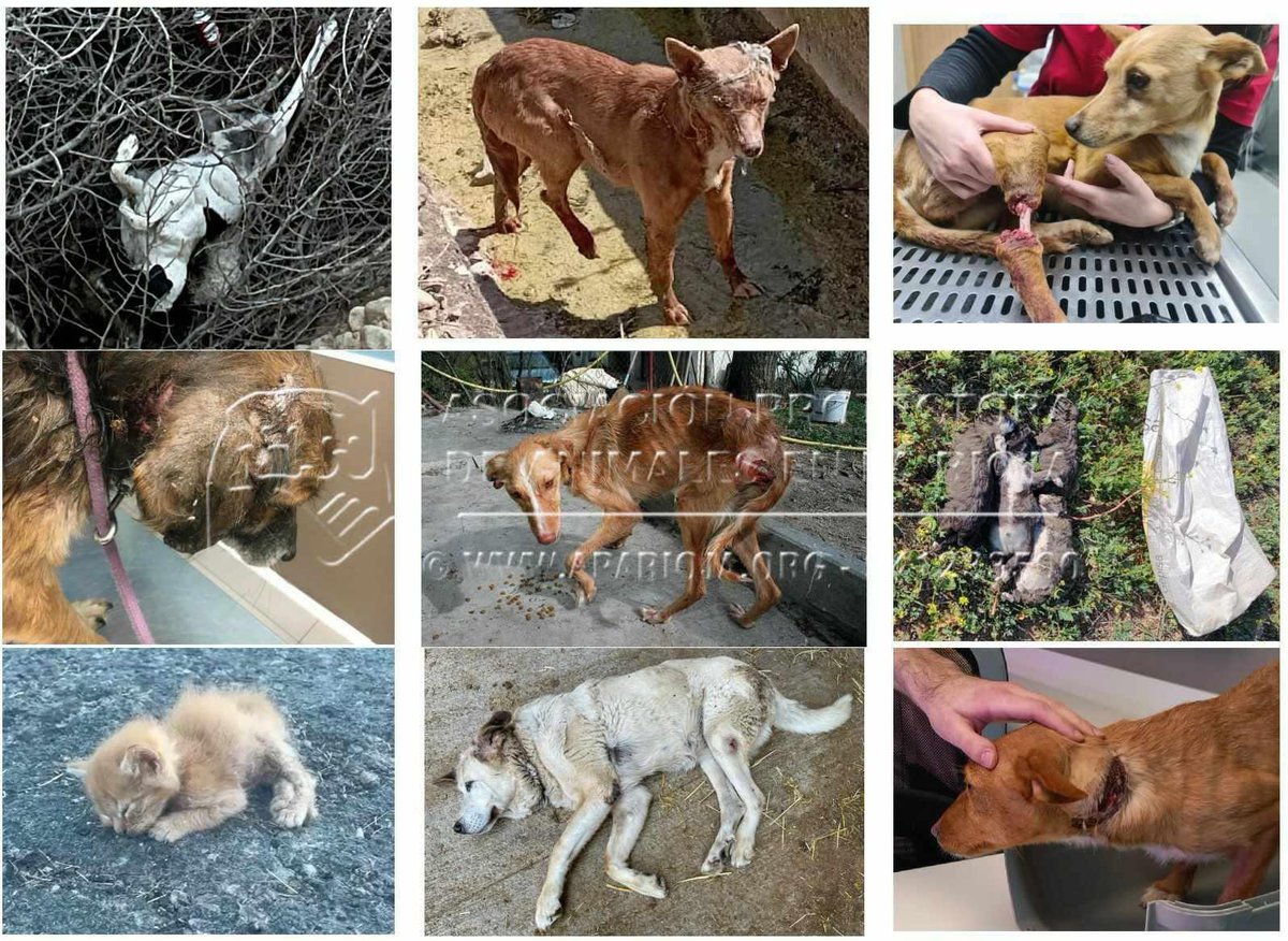 🔴URGENTE: El PP🔵 quiere derogar la Ley de Bienestar Animal de La Rioja, su prioridad recién estrenada su mayoría absoluta‼️ 

❓¿Para qué? Para conseguir los votos🗳️ de cazadores y de VOX🟢 este #23J

¡Votos manchados de SANGRE!🩸

m.facebook.com/story.php?stor…