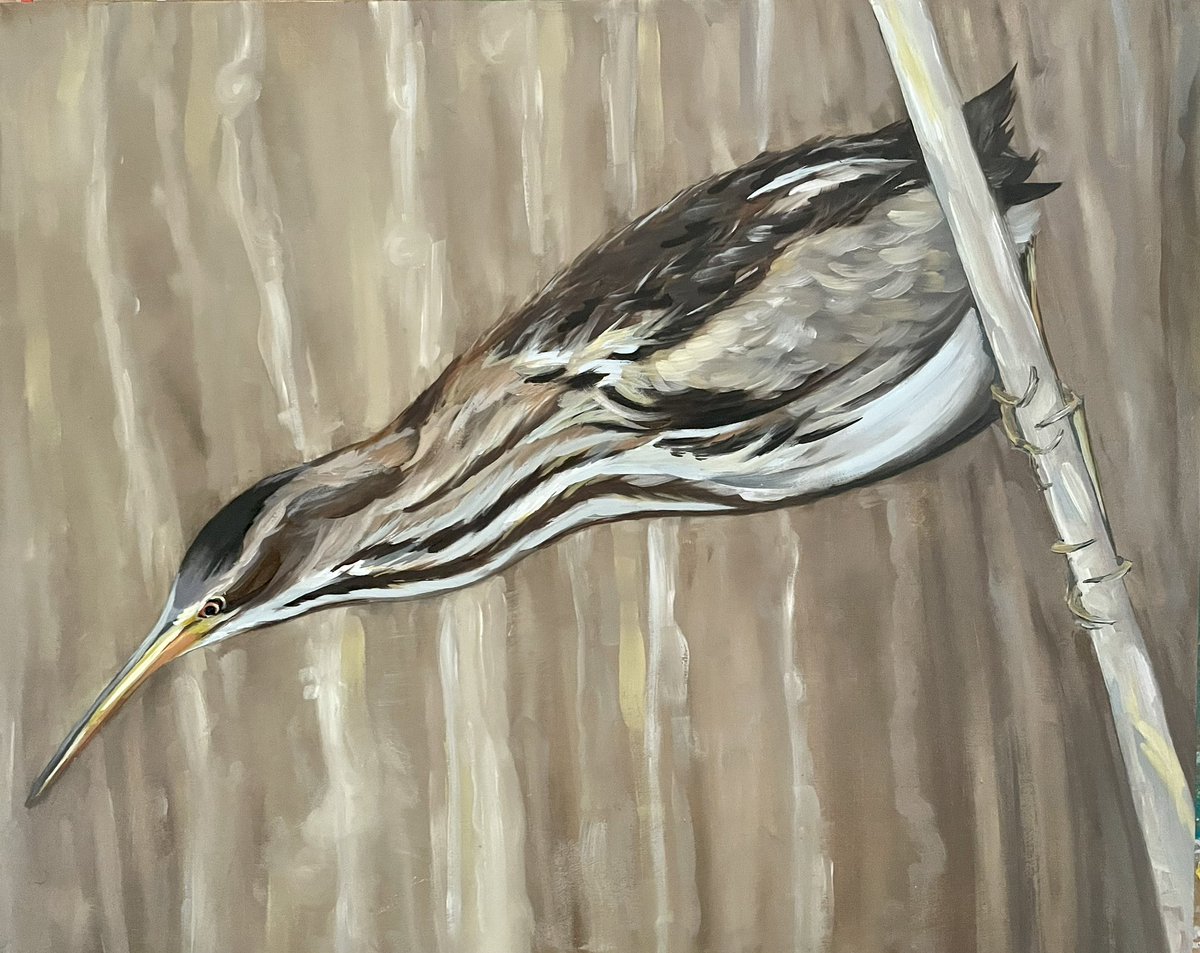 Kirstie Steadman <a href="/EarthEnergyArt/">Earth Energy Art</a>  is today’s artist and this is one her latest characterful bird paintings “Bittern” Oils on cradled wood panel 20” x 16”.
Do pop by and check out more of her work and say hello.
#birdart #britishbirds #norwichlanes #Norwich