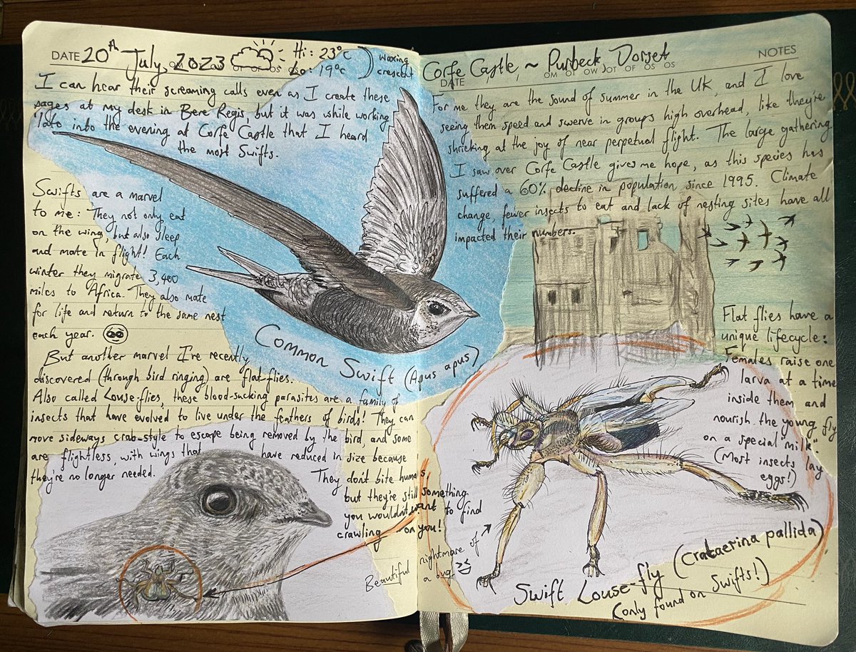 Pages from this week’s #naturejournal featuring much loved #Swifts and their lesser known parasitic passengers #LouseFlies 🪰🩸😱

#birds #flatflies #hippoboscids #TwitterNatureCommunity #wildlife