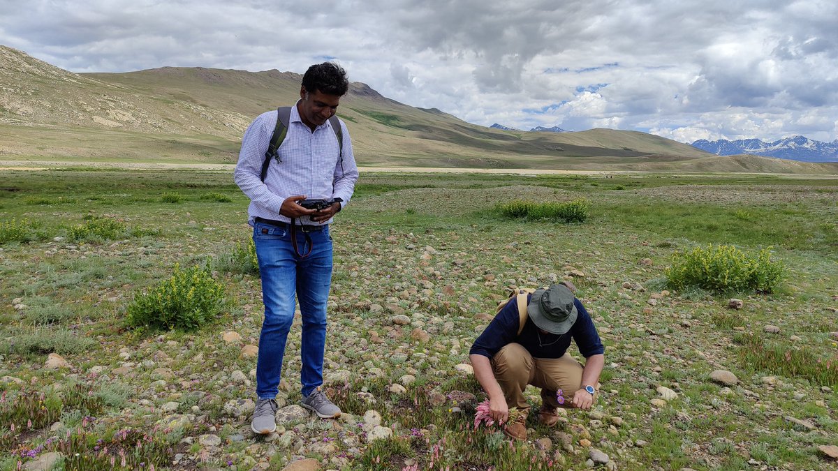BiologyLums's tweet image. Dr Amir faisal @Sainsdaan, Dr Zaigham Shahzad @ShahzadZaigham and Dr Ishtiaq Hussain collecting plants from Deosai as a part of #BIO102 #LUMSxUobs23 @sbasselums @LifeAtLUMS