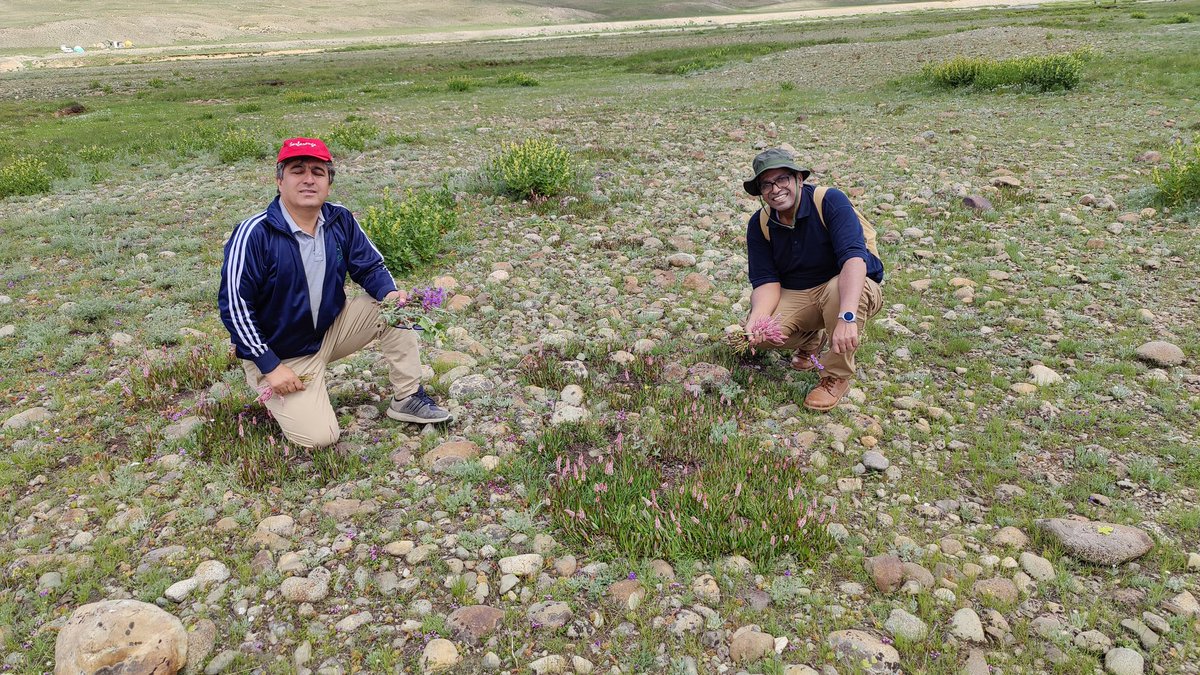 BiologyLums's tweet image. Dr Amir faisal @Sainsdaan, Dr Zaigham Shahzad @ShahzadZaigham and Dr Ishtiaq Hussain collecting plants from Deosai as a part of #BIO102 #LUMSxUobs23 @sbasselums @LifeAtLUMS