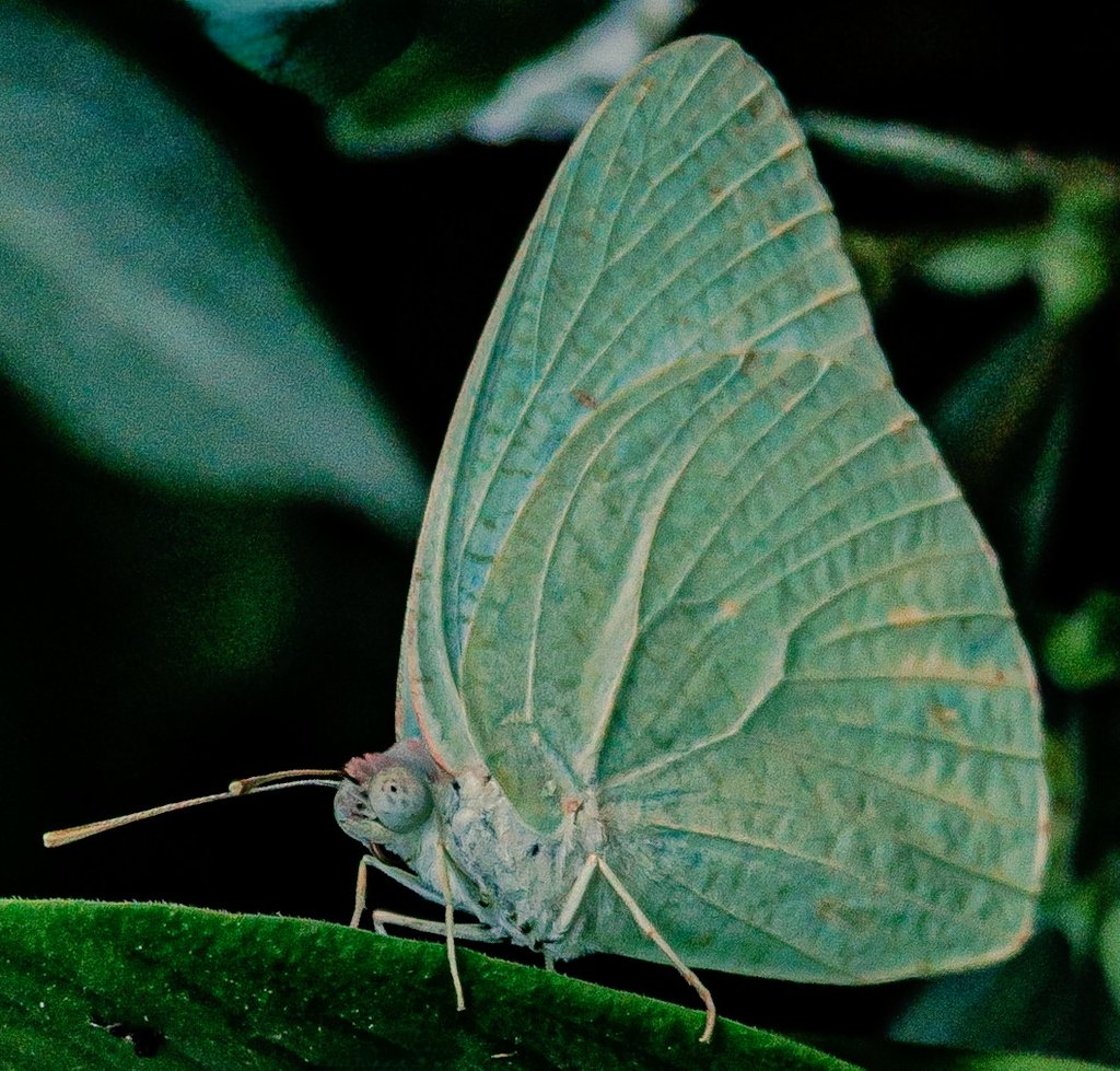 Tareeq Iqbal Mohammed (@tareeqiqbalmohd) on Twitter photo Float like a butterfly, sting like a bee - Muhammad Ali
Catopsilia pyranthe Butterfly
<a href="/IndiAves/">IndiAves</a> <a href="/Avibase/">Avibase (Denis Lepage)</a>
<a href="/naturelovers/">Nature Lovers</a>
<a href="/ThePhotoHour/">#ThePhotoHour</a>
<a href="/NatButterflies/">National Butterfly 🦋</a> <a href="/KalyaniMuktevi/">Kalyani Sharma</a> <a href="/KitChitKat/">❄️May Peace Prevail❄️</a>
<a href="/_zareenfatima/">Zareen Fatima زرین فاطمہ</a> <a href="/Lightroom/">Adobe Lightroom</a> <a href="/DavidMariposa1/">David</a>
<a href="/butterflywhisp/">Butterfly Whisperer</a> <a href="/savebutterflies/">Butterfly Conservation 🦋</a> <a href="/BeeAsMarine/">🐝 Dr. Marine TREBAUL Ⓥ𓃟 PhD - #SDGs - #Breton</a> <a href="/TheTiny_Earth/">Nikon Tom</a> Float like a butterfly, sting like a bee - Muhammad Ali
Catopsilia pyranthe Butterfly
<a href="/IndiAves/">IndiAves</a> <a href="/Avibase/">Avibase (Denis Lepage)</a>
<a href="/naturelovers/">Nature Lovers</a>
<a href="/ThePhotoHour/">#ThePhotoHour</a>
<a href="/NatButterflies/">National Butterfly 🦋</a> <a href="/KalyaniMuktevi/">Kalyani Sharma</a> <a href="/KitChitKat/">❄️May Peace Prevail❄️</a>
<a href="/_zareenfatima/">Zareen Fatima زرین فاطمہ</a> <a href="/Lightroom/">Adobe Lightroom</a> <a href="/DavidMariposa1/">David</a>
<a href="/butterflywhisp/">Butterfly Whisperer</a> <a href="/savebutterflies/">Butterfly Conservation 🦋</a> <a href="/BeeAsMarine/">🐝 Dr. Marine TREBAUL Ⓥ𓃟 PhD - #SDGs - #Breton</a> <a href="/TheTiny_Earth/">Nikon Tom</a>