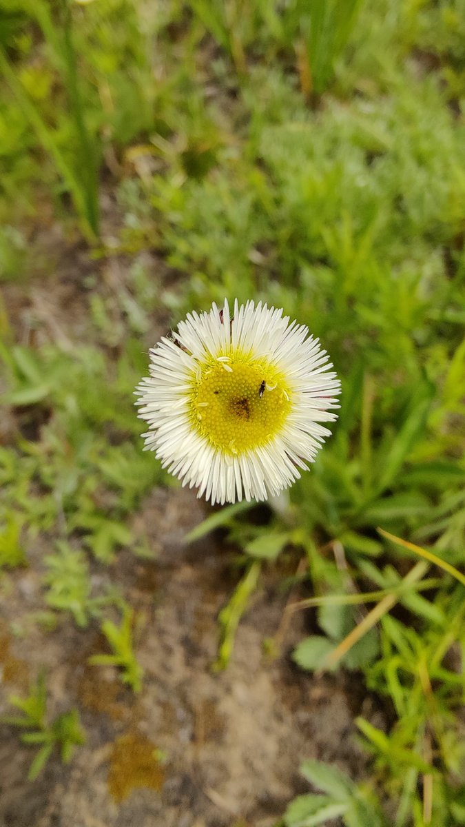 BiologyLums's tweet image. Beautiful wild flowers from the planes of Deosai as part of #BIO102 #LUMSxUOBS23