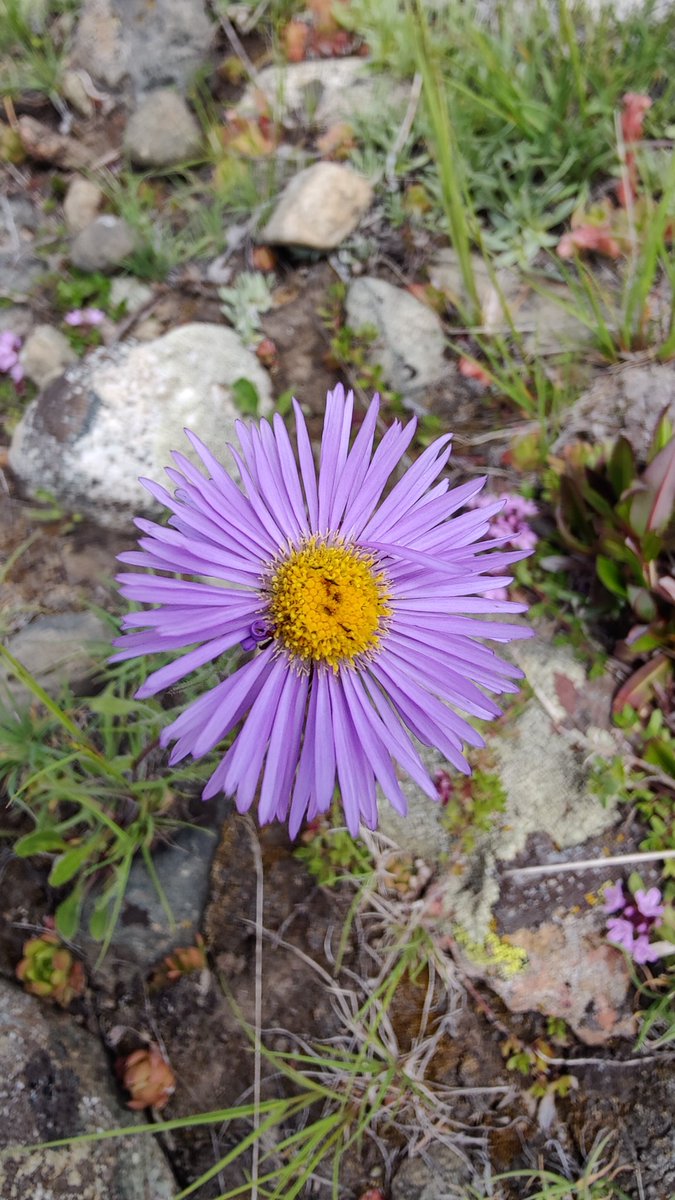 BiologyLums's tweet image. Beautiful wild flowers from the planes of Deosai as part of #BIO102 #LUMSxUOBS23