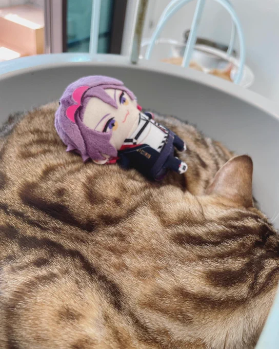 パペとネコ