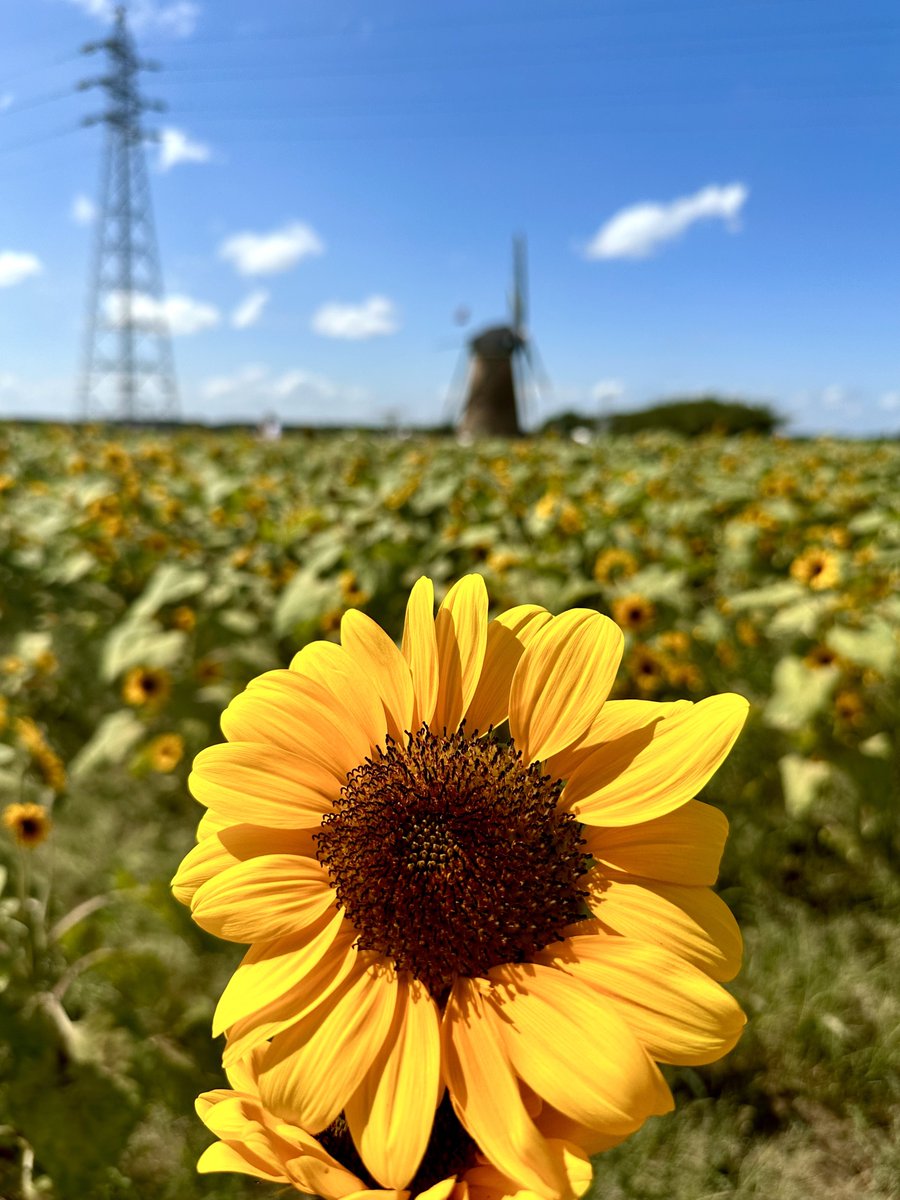 flower sunflower field no humans sky day outdoors  illustration images