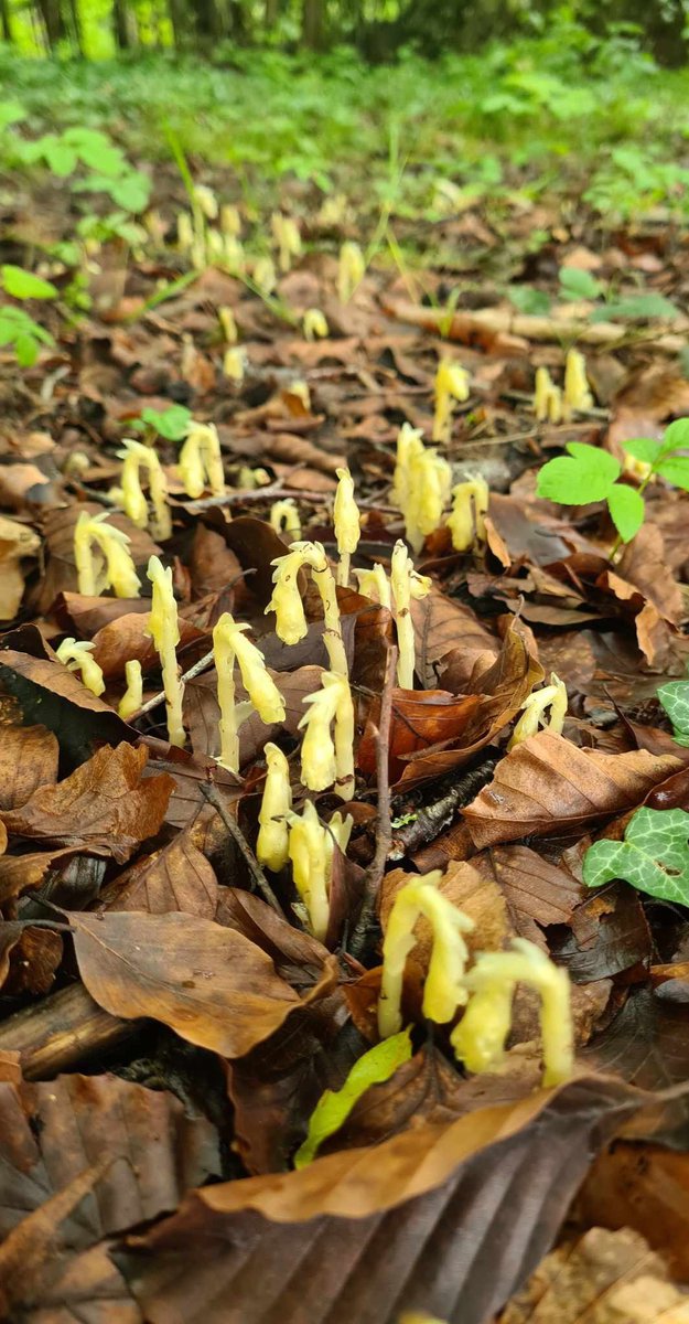 Graham Featherstone (@gpfmothman1) on Twitter photo Exciting find with <a href="/WendyHolliday13/">Meadowendy</a> yesterday near Pickering,VC62.A new colony of Yellow birds nest, almost 200 plants emerging from deep Beech litter. Exciting find with <a href="/WendyHolliday13/">Meadowendy</a> yesterday near Pickering,VC62.A new colony of Yellow birds nest, almost 200 plants emerging from deep Beech litter.