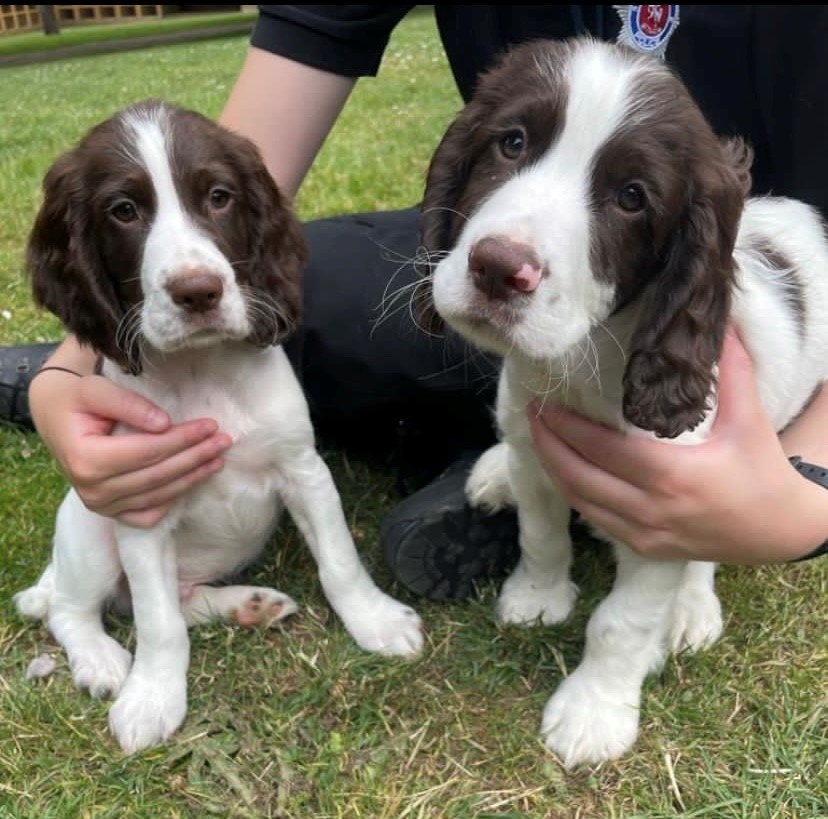 ForceWearHQ's tweet image. The latest additions to Kent Police pack. Training Police Dogs MOBY and MAVERICK are out with their walkers learning environmental skills in preparation to become Police Search Dogs in 2024. 🐾

#policedogs #policeupdates #britishveterans #militarymemes