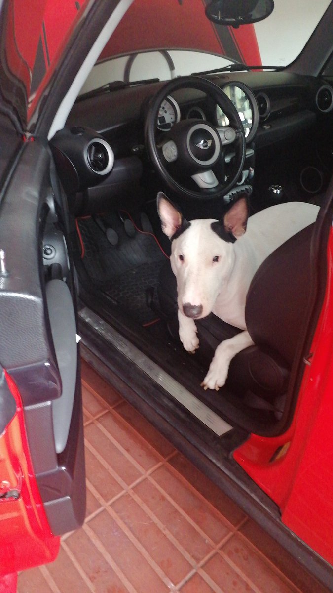 mariseladj's tweet photo. @noticias4vision Mi mascota Bronco! https://t.co/fkvbJbTkpy