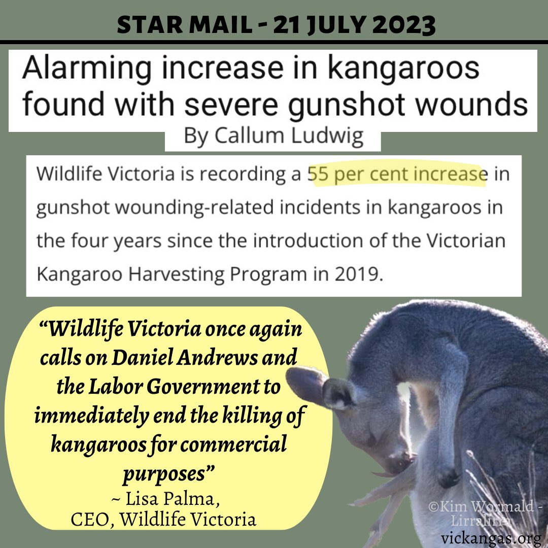 BREAKING NEWS: @wildlife_vic has released incredibly important data showing call outs for gunshot wounds have increased by 55% since the full ‘Kangaroo Harvesting Program’ (KHP) was launched in 2019.

Read more: vickangas.org/blog/f/breakin…

#stopkillingkangaroos #springst #kangaroo