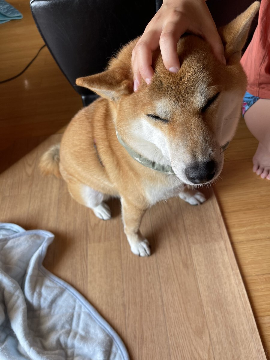 柴犬のしばお&あんず (@shi_ba_o) / Posts / X