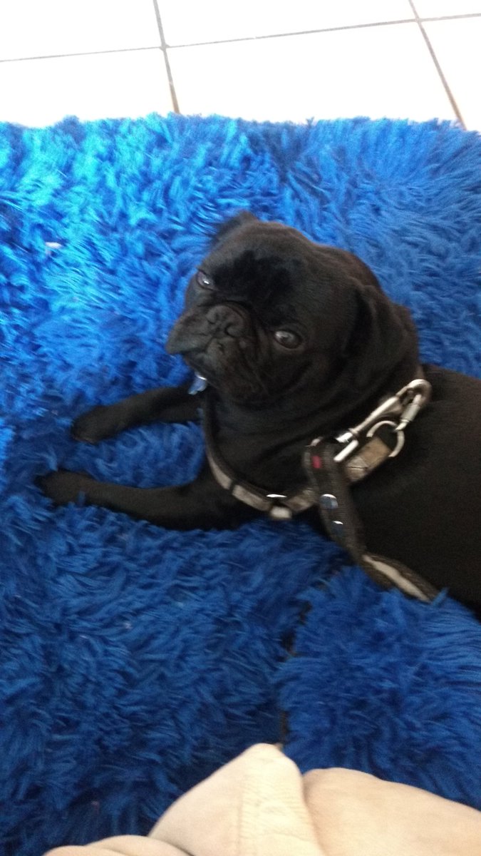 MegaAlpha202's tweet image. Descansa en paz oreo