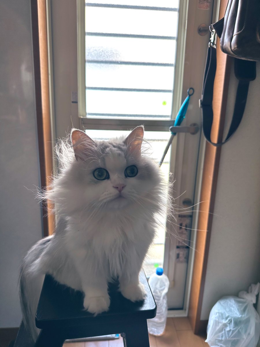 ようやく自分の毛づくろいがヘタだと気づいた猫です。