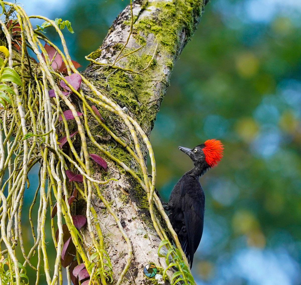 Striking beauty The Andaman Woodpecker for #LovelyLifer2023 
#IndiAves
#birdwatching 
#natgeoindia 
#ThePhotoHour
#BBCWildlifePOTD 
#BirdsSeenIn2023 
#wildlifephotography 
#NaturePhotography