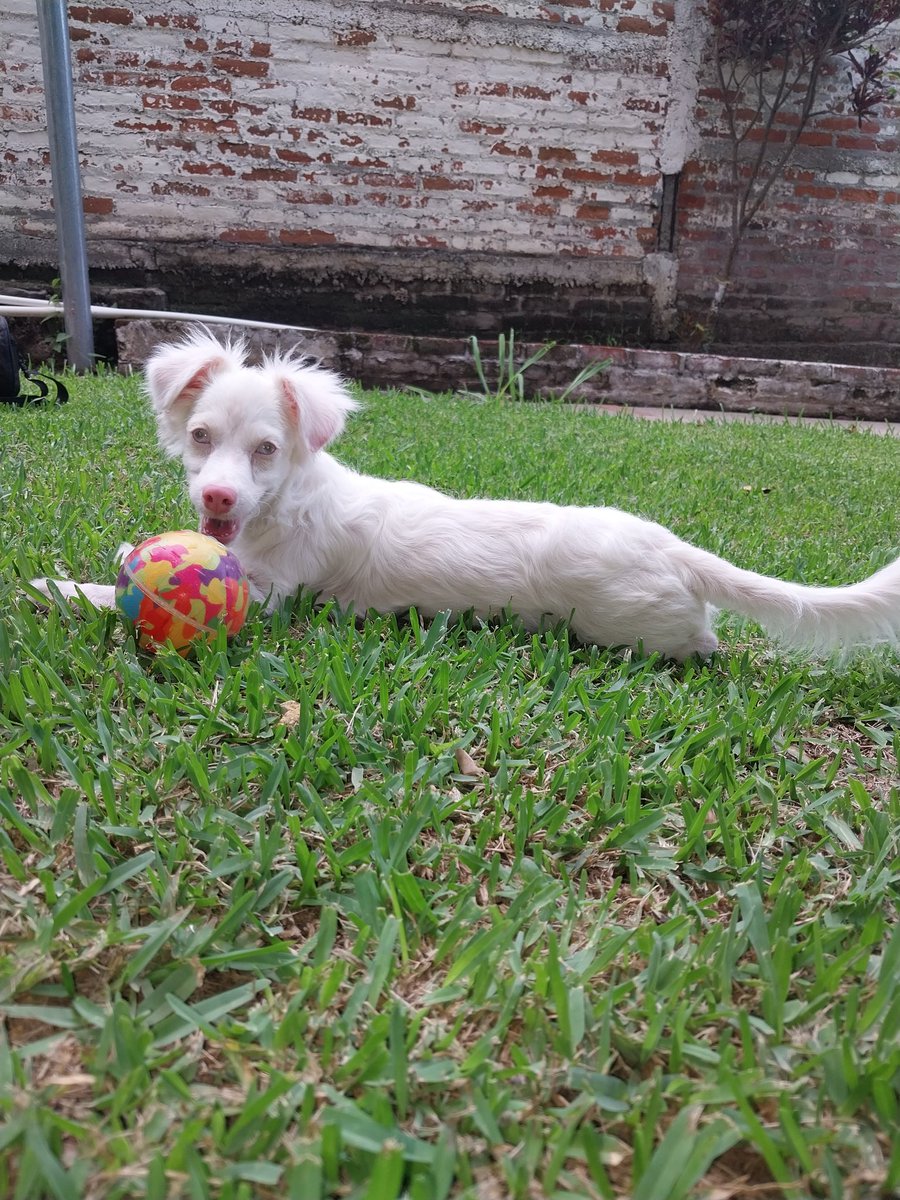 OscarAlasTfive's tweet photo. @noticias4vision Saludos Alex y Michelle desde Santa Ana.
Les presento a Junior...
Es el consentido de la casa.
Bendiciones los sintonizamos noche a noche.. https://t.co/MDDPfyOOlZ