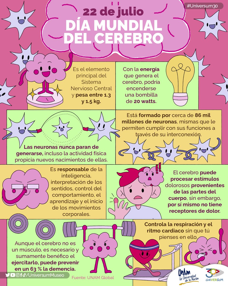 UniversumMuseo's tweet image. #UnDíaComoHoy es el Día Mundial del Cerebro 🤩🧠✨

El jefe de nuestro cuerpo 😎👊🏽
Conoce más sobre él en nuestra sala #Cerebro en #Universum. ¡Te esperamos! 🤩

#Universum30  🤓💙