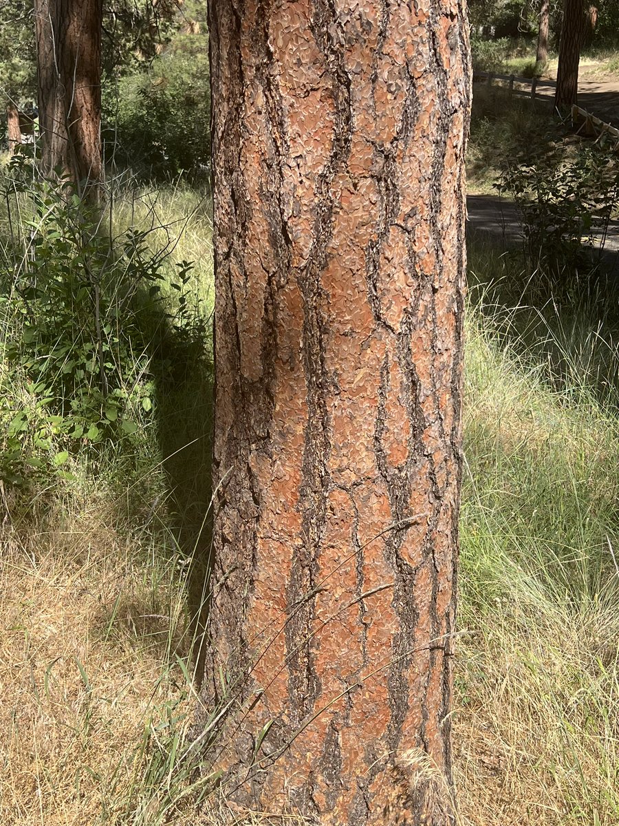 Did I ever mention how much I like pine trees? No? Well, I really do! 

#pines #ponderosa ##klamathfalls #Oregon
