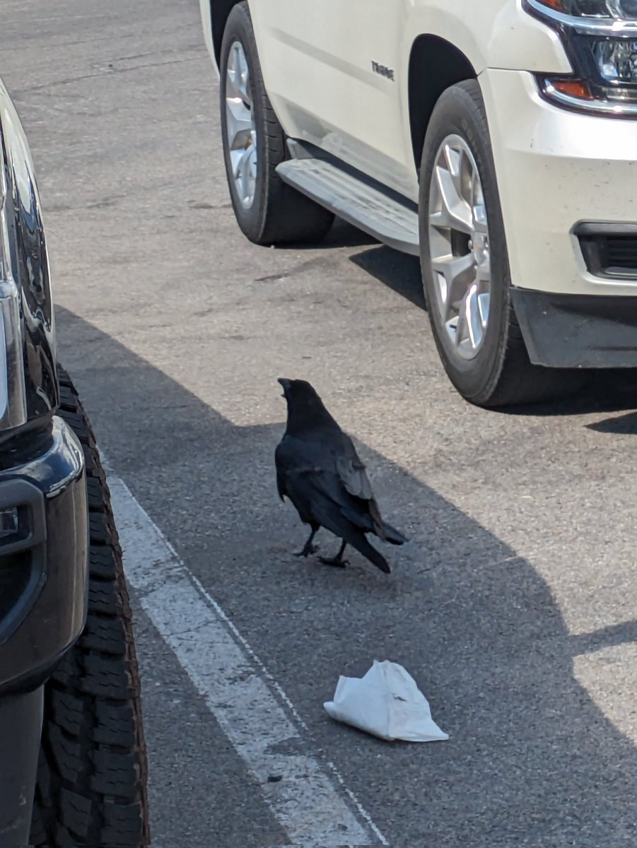 A huge crow.