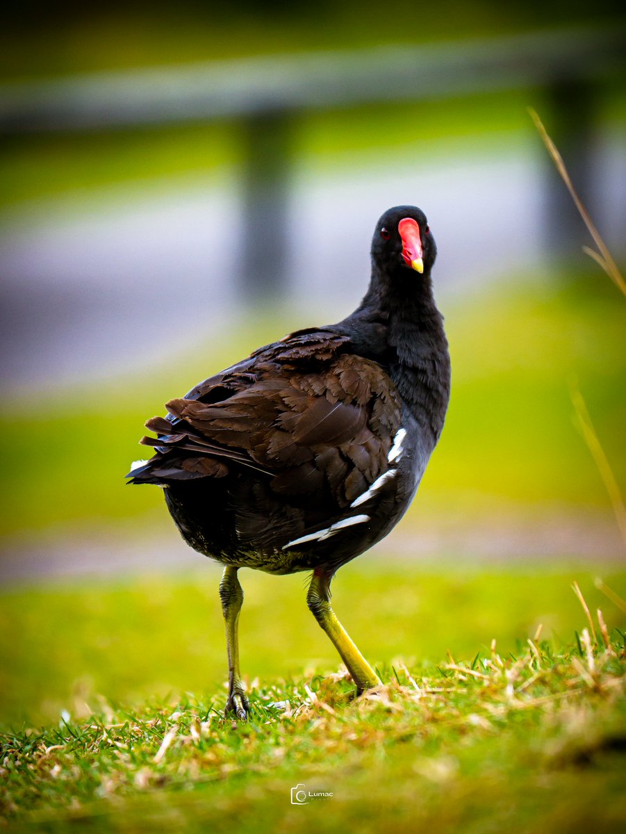 monkbonk's tweet photo. Good morning fam ☀️
I don't know how many weeks I was trying to get her decent photo... And yes... There she is 😊
#moorhen, #littlehen, #wildlife, #photography, #BBCWildlifePOTD
Have a lovely day 💙 https://t.co/Jhxt4BFQr4