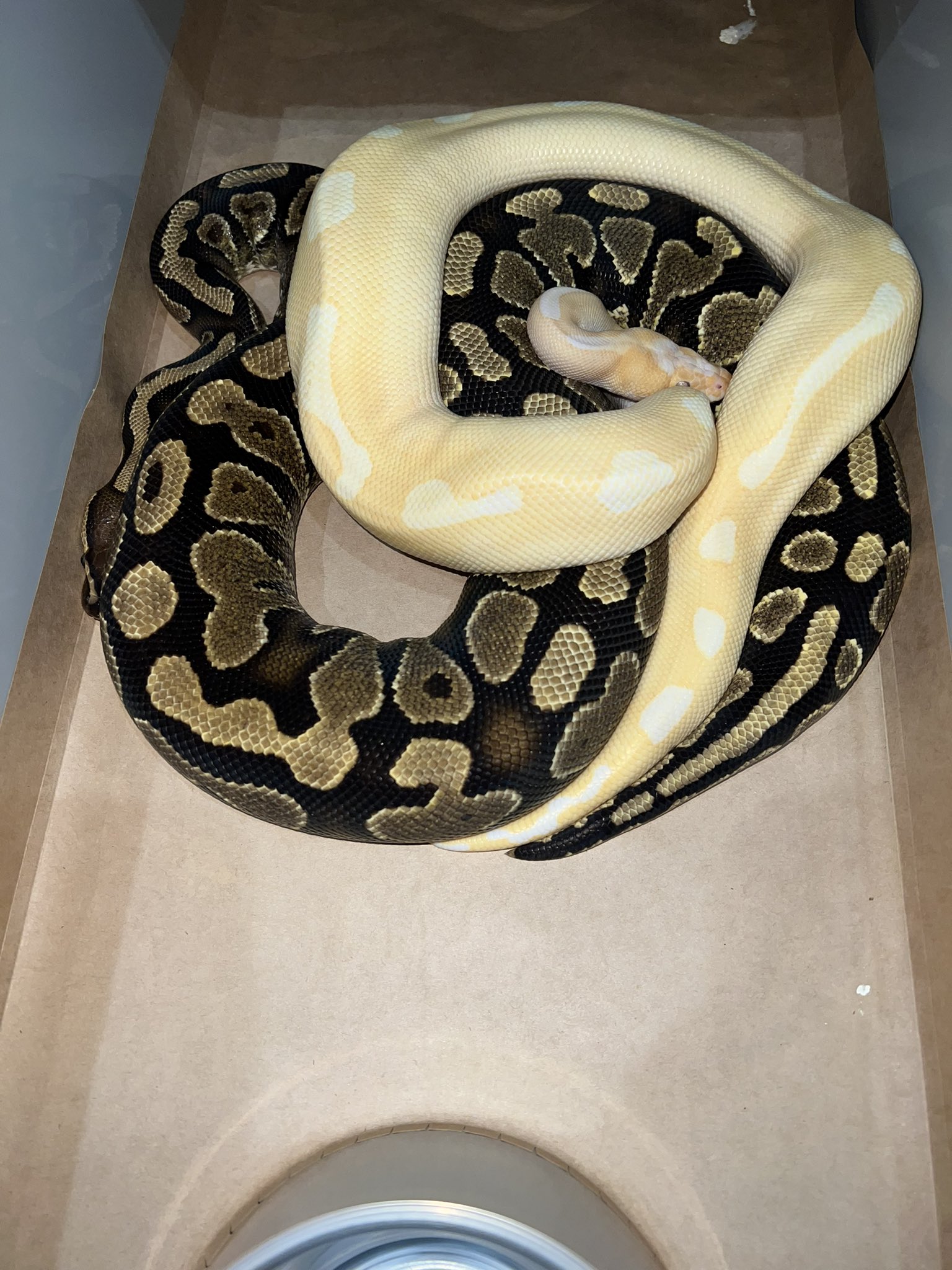 Side-B Collection على X: 