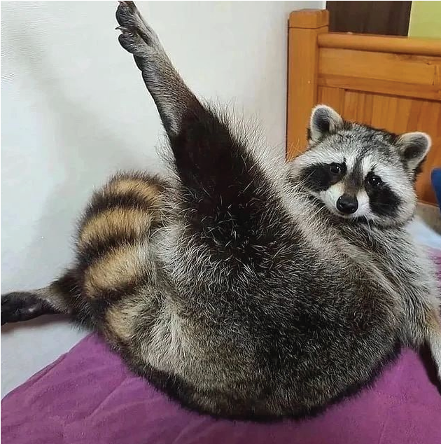 rabit21259947's tweet photo. Be happy with raccoons 🥰 https://t.co/zyVEhngwP0